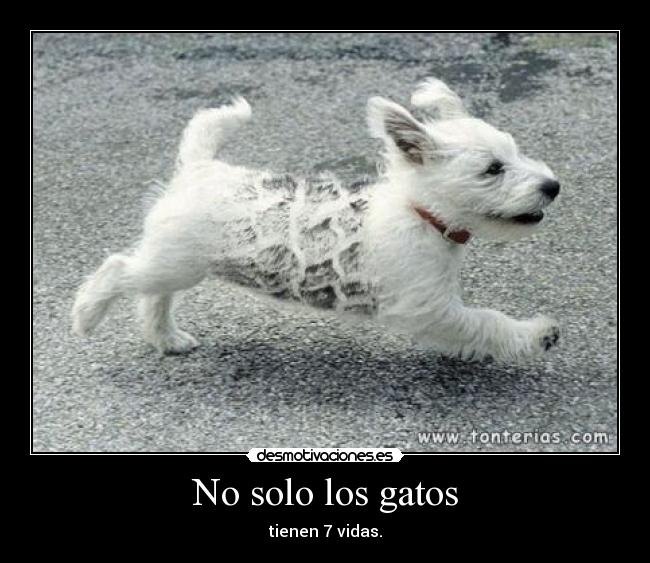 No solo los gatos -