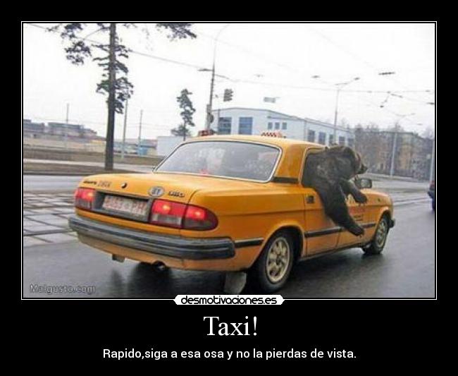 Taxi! - Rapido,siga a esa osa y no la pierdas de vista.