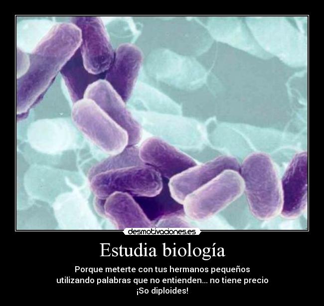 Estudia biología - Porque meterte con tus hermanos pequeños
utilizando palabras que no entienden... no tiene precio
¡So diploides!