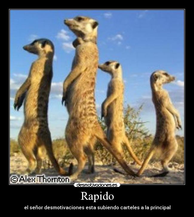 carteles suricatosenoranillosdemotivador desmotivaciones