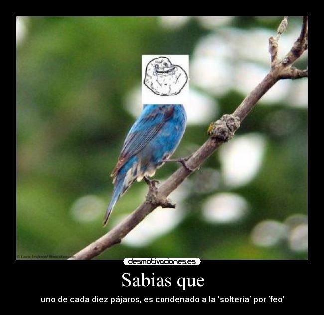 Sabias que - uno de cada diez pájaros, es condenado a la solteria por feo
