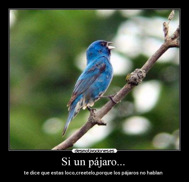 Si un pájaro...  - 