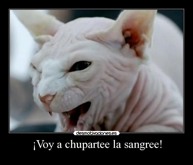 ¡Voy a chupartee la sangree! -