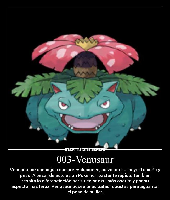 003-Venusaur - Venusaur se asemeja a sus preevoluciones, salvo por su mayor tamaño y
peso. A pesar de esto es un Pokémon bastante rápido. También
resalta la diferenciación por su color azul más oscuro y por su
aspecto más feroz. Venusaur posee unas patas robustas para aguantar
el peso de su flor.