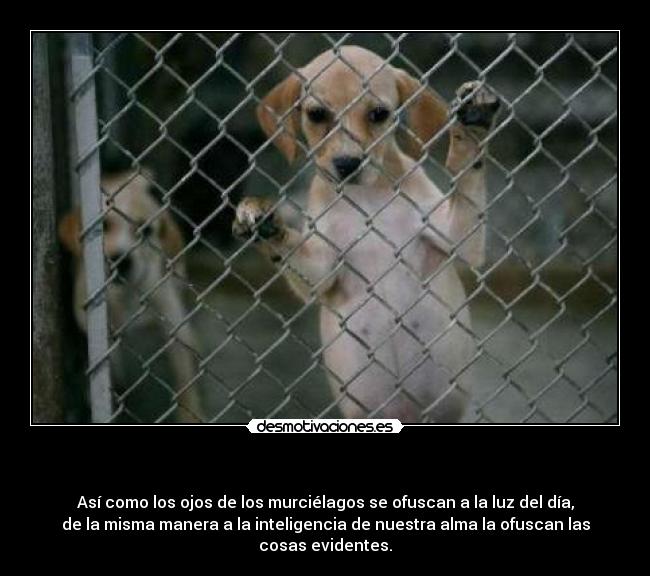 - Así como los ojos de los murciélagos se ofuscan a la luz del día,
de la misma manera a la inteligencia de nuestra alma la ofuscan las
cosas evidentes.