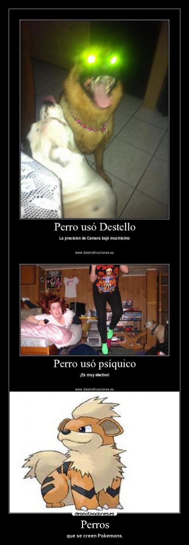 Perros - que se creen Pokemons.