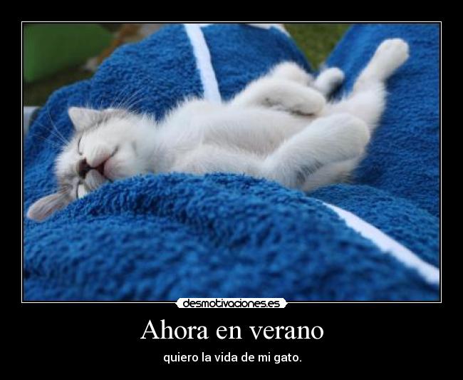 Ahora en verano - quiero la vida de mi gato.