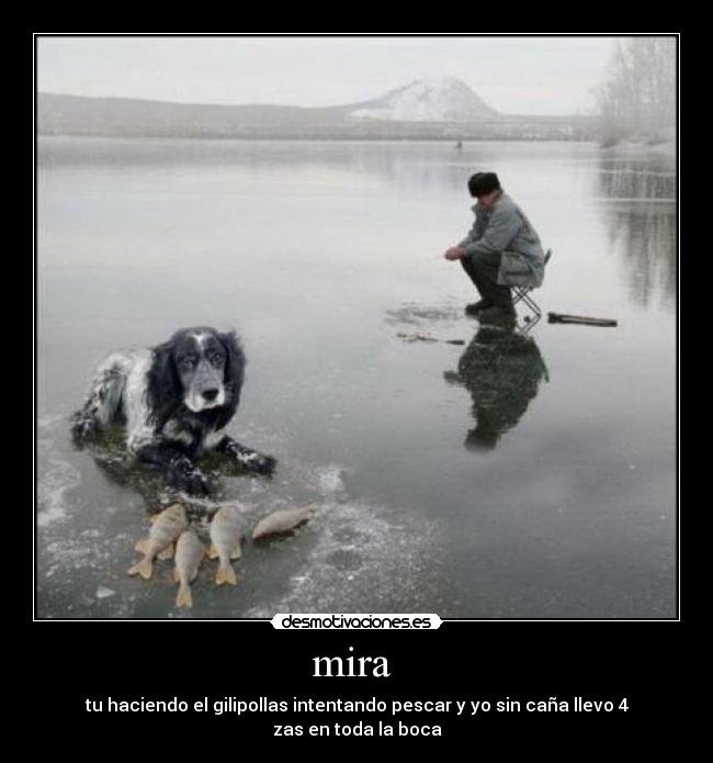 mira - tu haciendo el gilipollas intentando pescar y yo sin caña llevo 4
zas en toda la boca