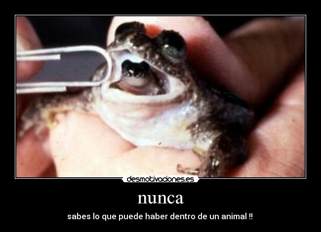 nunca - sabes lo que puede haber dentro de un animal !!