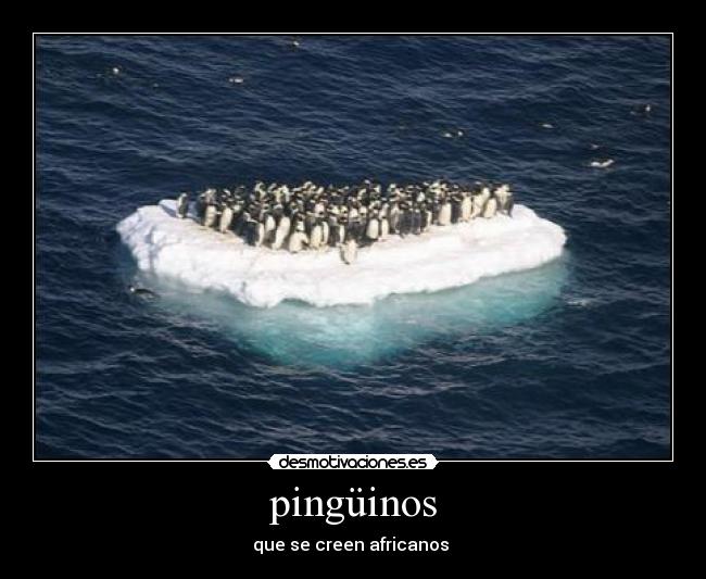 pingüinos -
