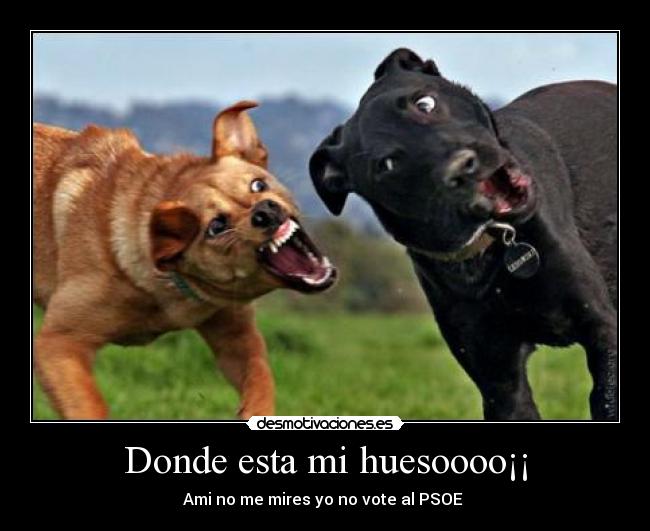 Donde esta mi huesoooo¡¡ - Ami no me mires yo no vote al PSOE 