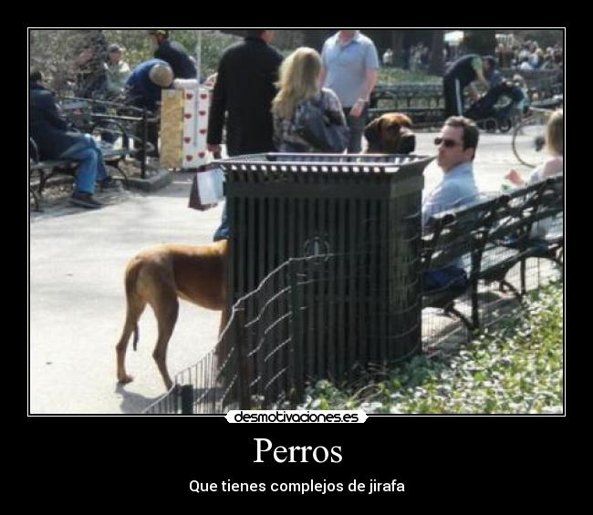 Perros - Que tienes complejos de jirafa