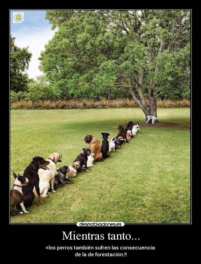 Mientras tanto... - +los perros también sufren las consecuencia
de la de forestación.!!