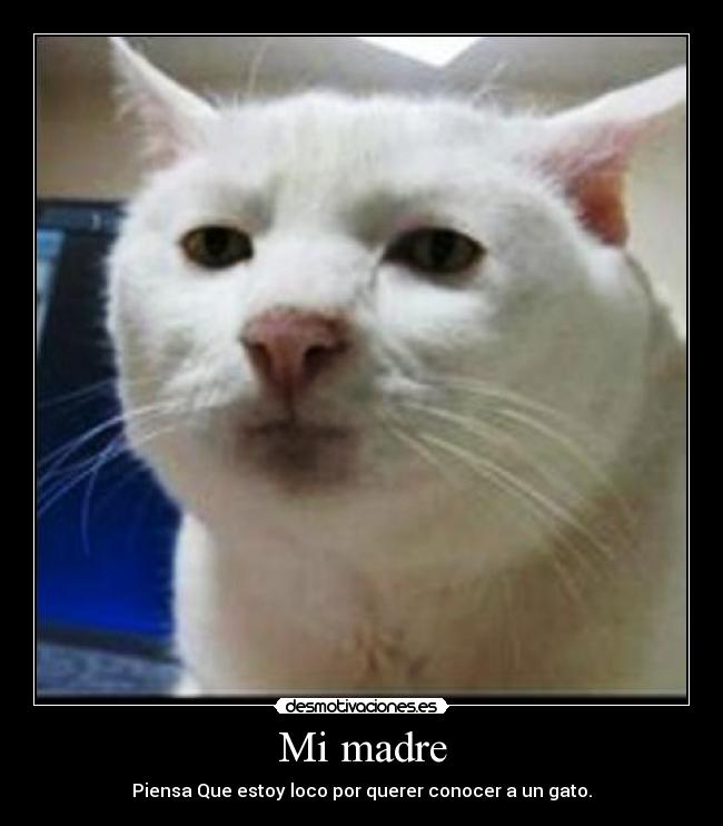 Mi madre - Piensa Que estoy loco por querer conocer a un gato.
