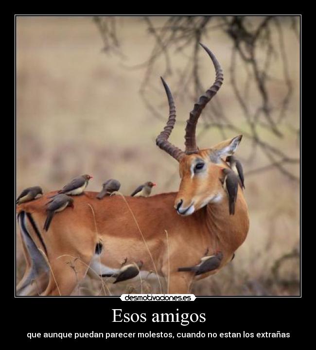 carteles amigos amigos animalesmolestos desmotivaciones
