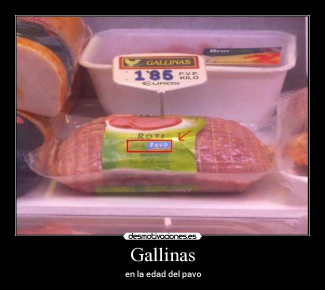 Gallinas - en la edad del pavo