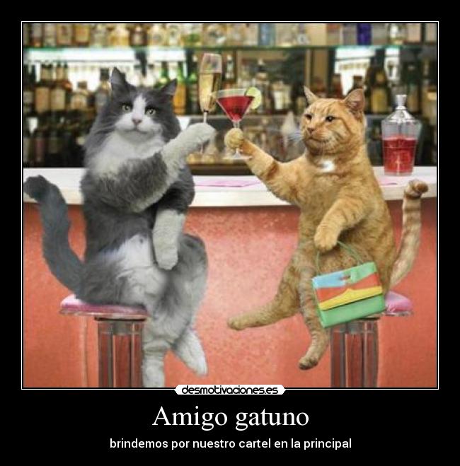 Amigo gatuno -