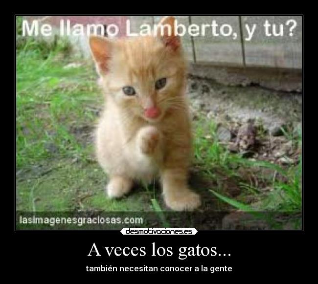 A veces los gatos... - también necesitan conocer a la gente