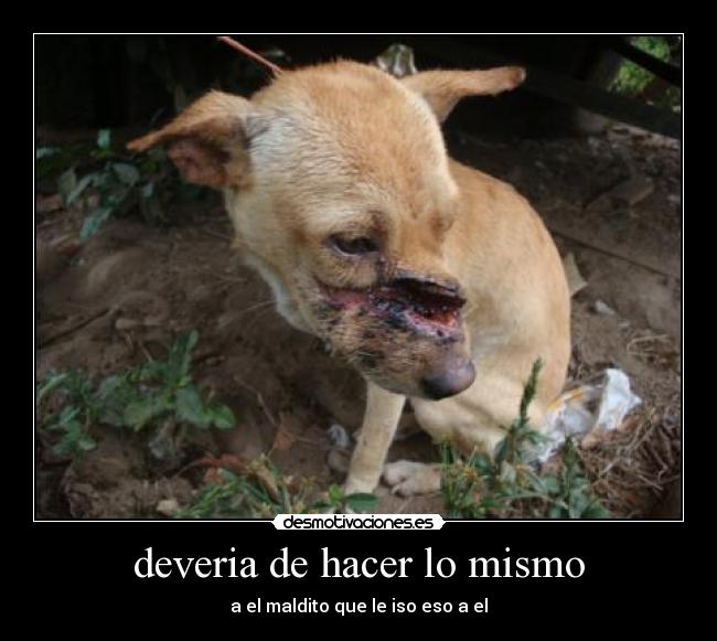 deveria de hacer lo mismo - 