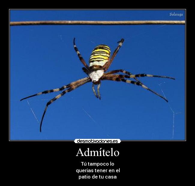 Admítelo -