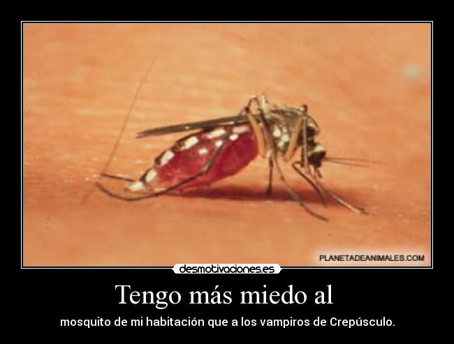 Tengo más miedo al  - mosquito de mi habitación que a los vampiros de Crepúsculo.