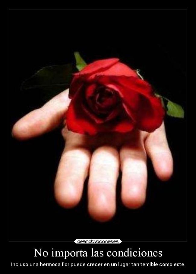 No importa las condiciones - Incluso una hermosa flor puede crecer en un lugar tan temible como este.
