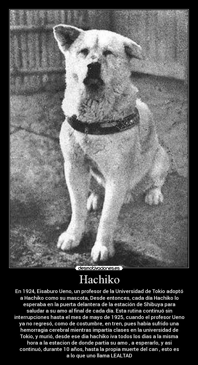 Hachiko - En 1924, Eisaburo Ueno, un profesor de la Universidad de Tokio adoptó
a Hachiko como su mascota, Desde entonces, cada día Hachiko lo
esperaba en la puerta delantera de la estación de Shibuya para
saludar a su amo al final de cada día. Esta rutina continuó sin
interrupciones hasta el mes de mayo de 1925, cuando el profesor Ueno
ya no regresó, como de costumbre, en tren, pues había sufrido una
hemorragia cerebral mientras impartía clases en la universidad de
Tokio, y murió, desde ese dia hachiko iva todos los dias a la misma
hora a la estacion de donde partia su amo , a esperarlo, y asi
continuó, durante 10 años, hasta la propia muerte del can , esto es
a lo que uno llama LEALTAD