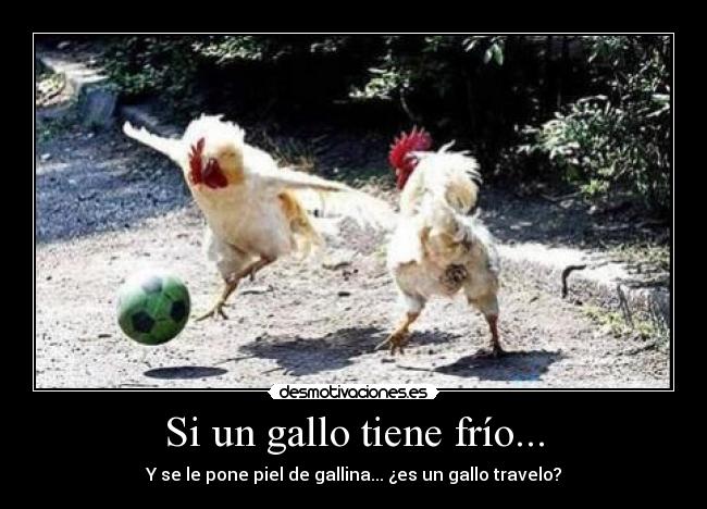 carteles gallo animales desmotivaciones