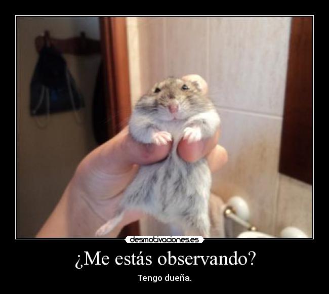 ¿Me estás observando? -