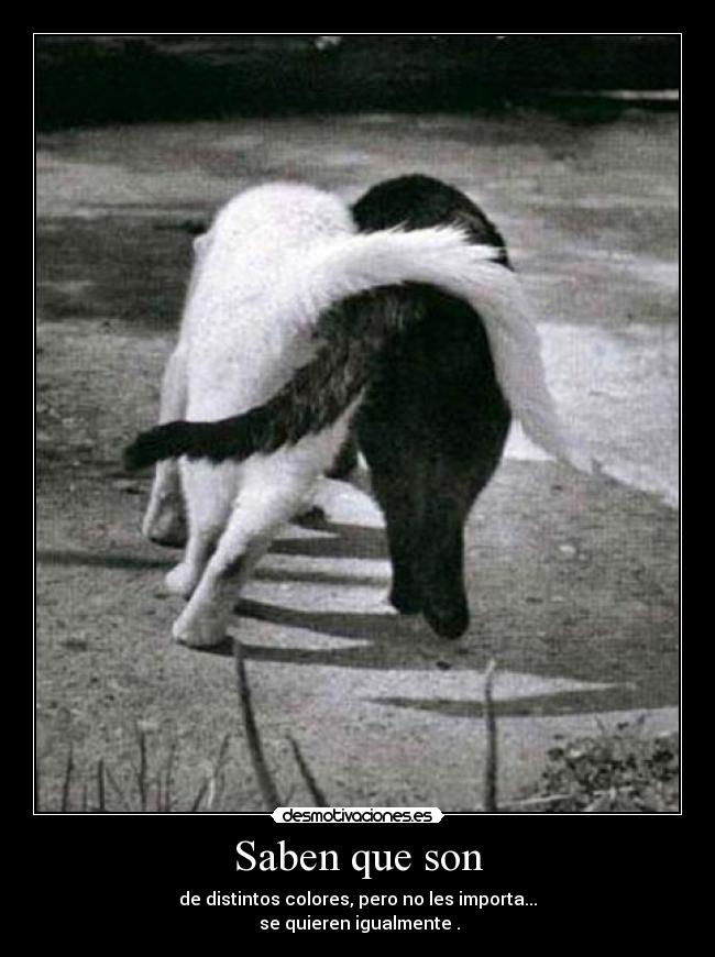Saben que son - de distintos colores, pero no les importa...
se quieren igualmente .