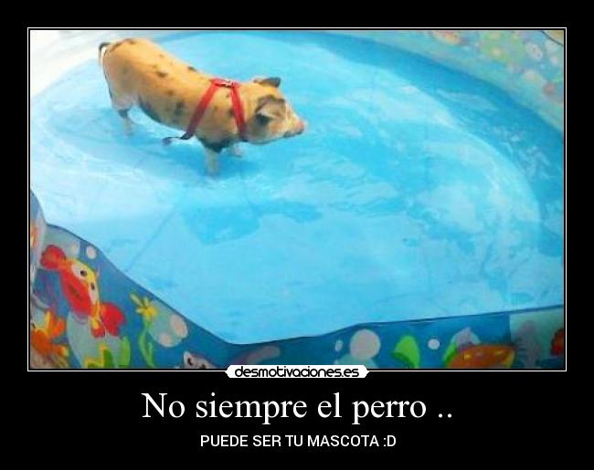 No siempre el perro .. - PUEDE SER TU MASCOTA :D
