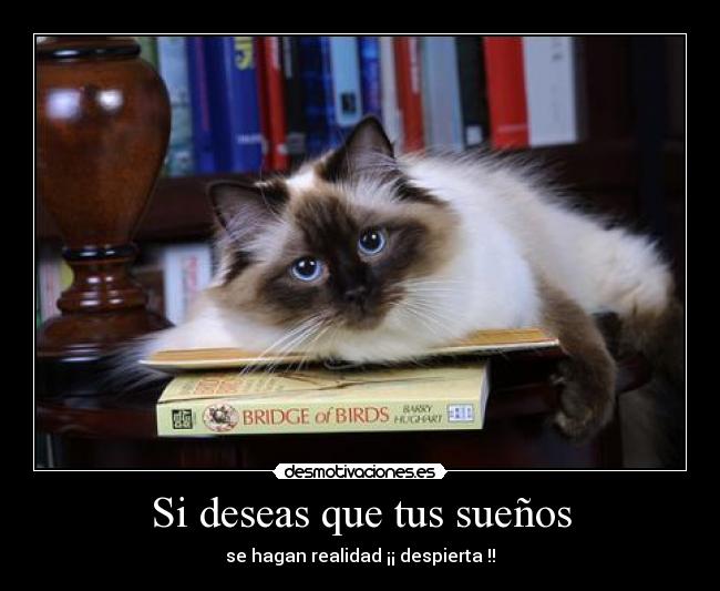 Si deseas que tus sueños - se hagan realidad ¡¡ despierta !!