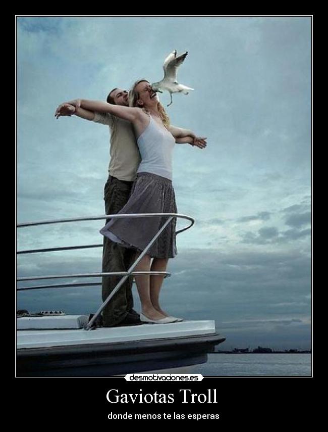 Gaviotas Troll  - donde menos te las esperas 