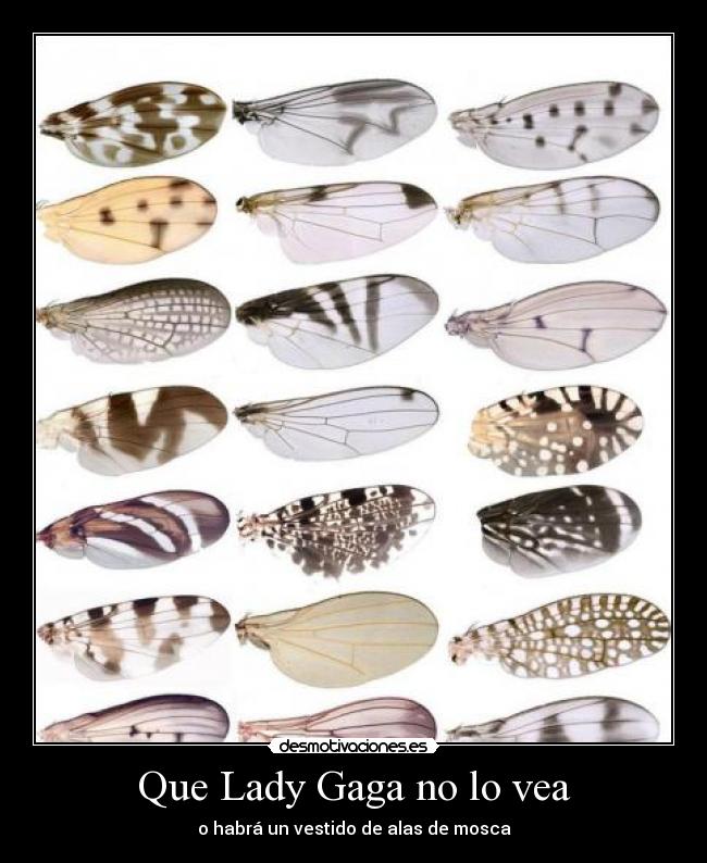 Que Lady Gaga no lo vea - o habrá un vestido de alas de mosca