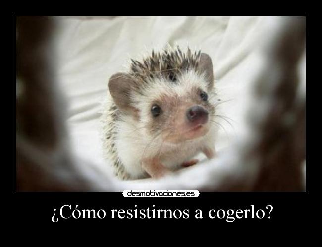 ¿Cómo resistirnos a cogerlo? - 