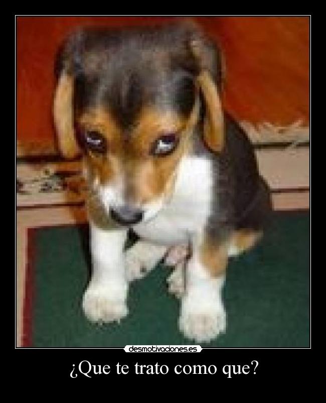 ¿Que te trato como que? -