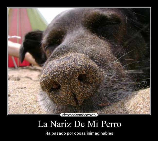 La Nariz De Mi Perro - Ha pasado por cosas inimaginables