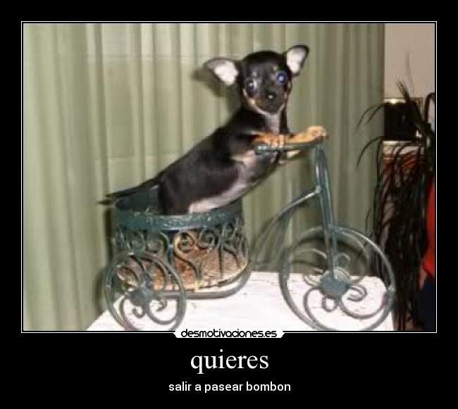 quieres -