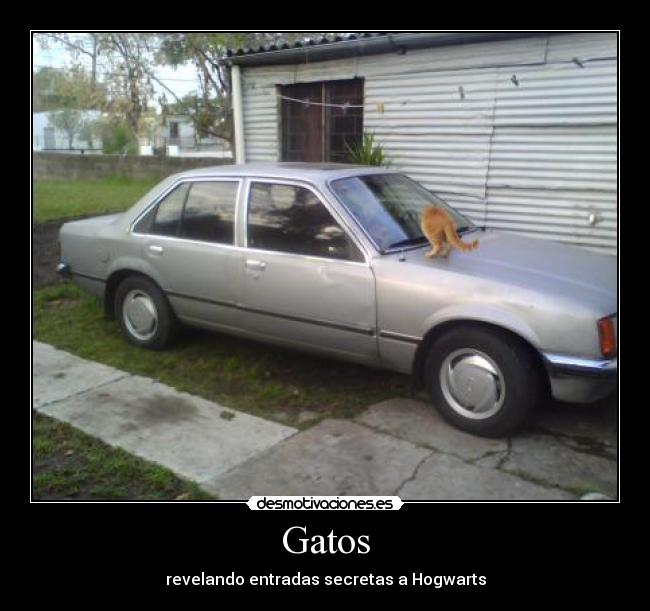 Gatos -