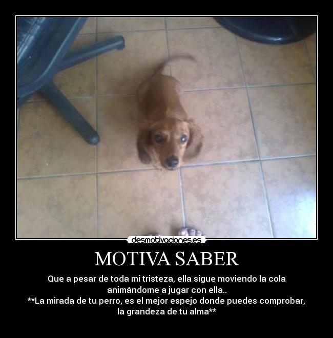 MOTIVA SABER - 