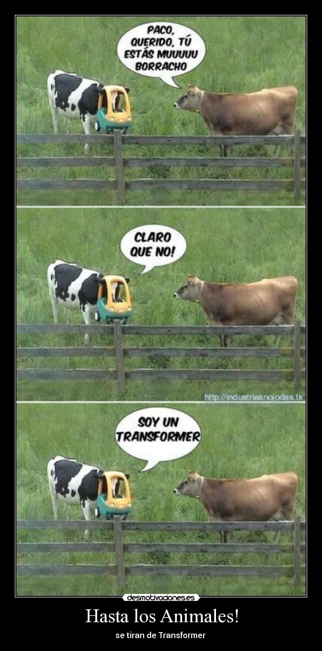Hasta los Animales! -