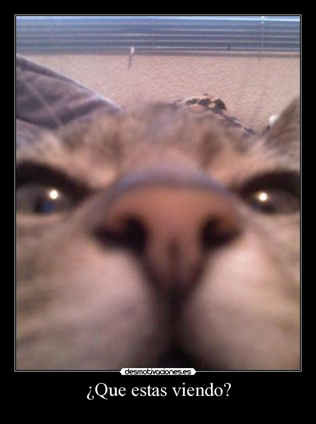 ¿Que estas viendo? -  