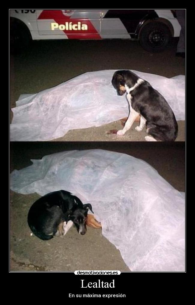 Lealtad - En su máxima expresión 