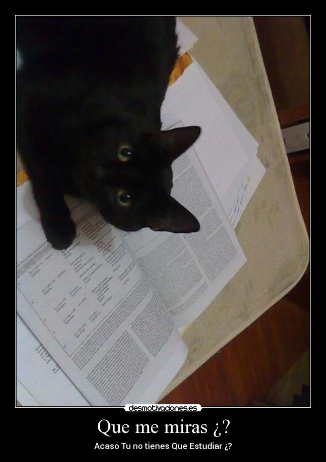 Que me miras ¿? - Acaso Tu no tienes Que Estudiar ¿?