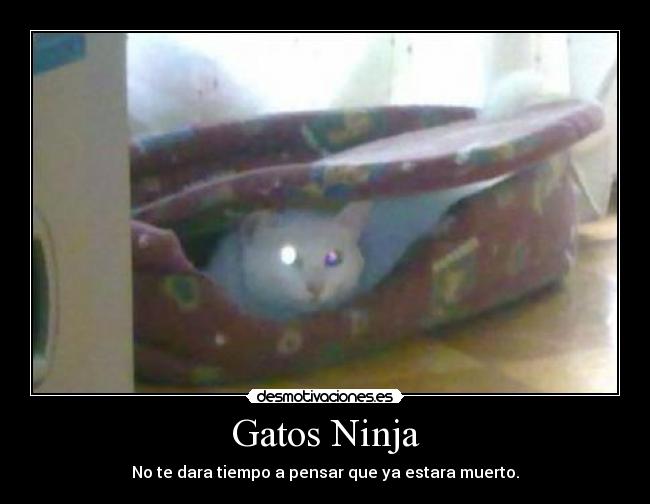 Gatos Ninja - No te dara tiempo a pensar que ya estara muerto.