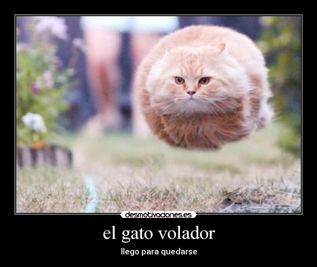 el gato volador - 