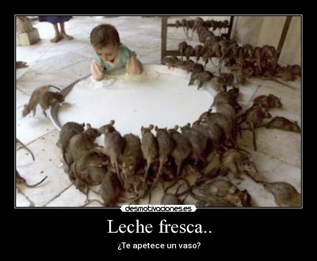 Leche fresca.. - ¿Te apetece un vaso?