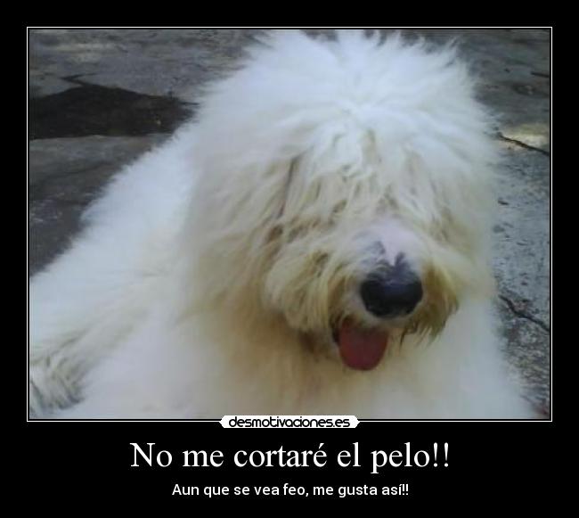 No me cortaré el pelo!! - 