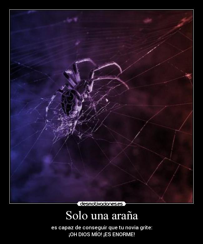 Solo una araña -