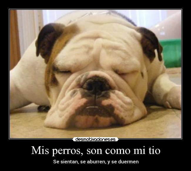 carteles perros desmotivaciones